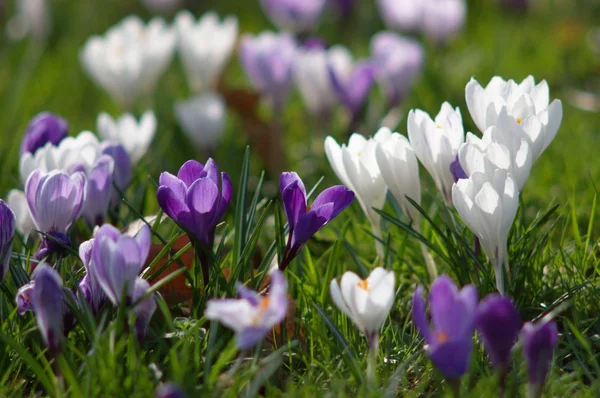 stock image White and violet crocuses