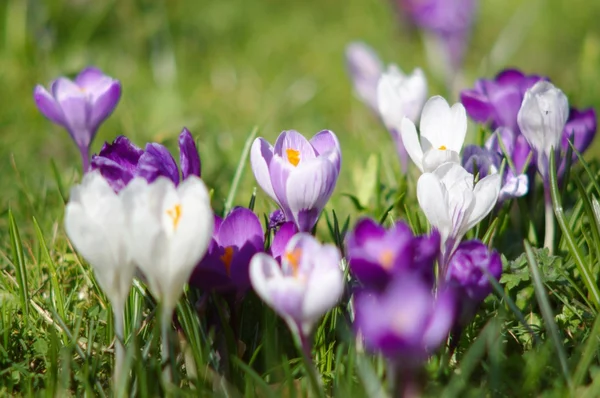 stock image White and violet crocuses