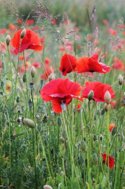 Summer field with red poppies clipart