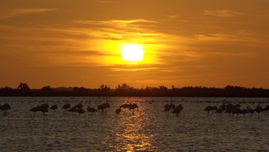 Camargue günbatımı