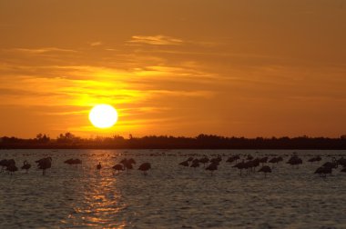 Camargue günbatımı