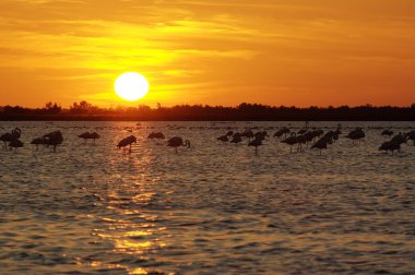 Camargue günbatımı