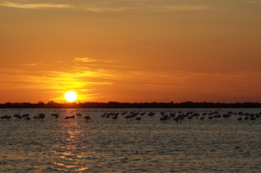 Camargue günbatımı