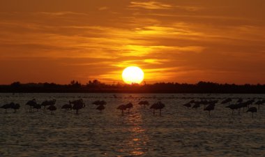 Camargue günbatımı