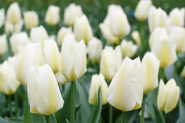 Tulipani olandesi in un giardino — Foto Stock