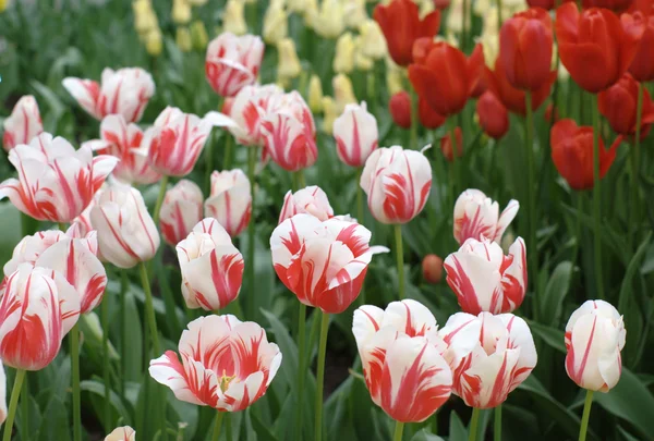 Holländische Tulpen im Garten — Stockfoto