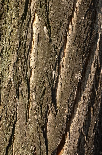 아카시아 나무껍질 무늬 — 스톡 사진