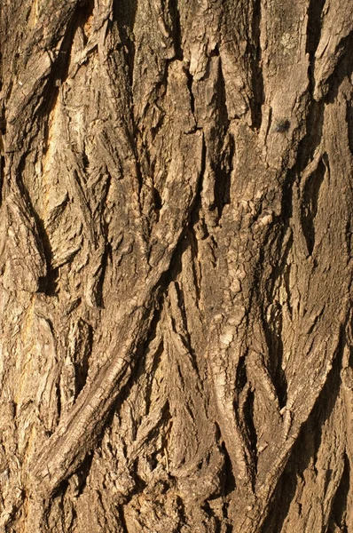Corteccia di quercia modello — Foto Stock
