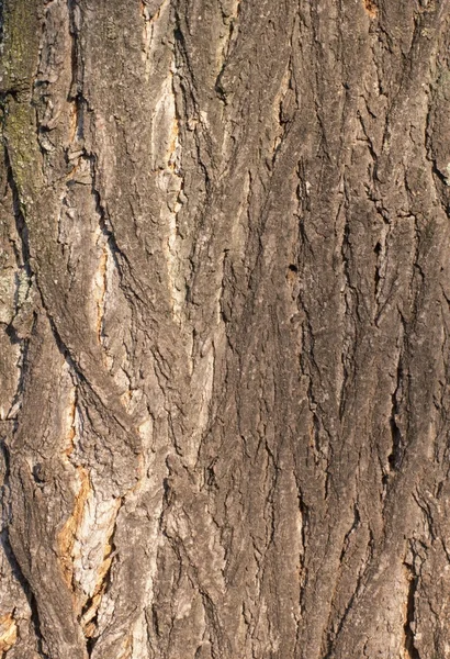 Oak tree bark pattern — Stock Photo, Image