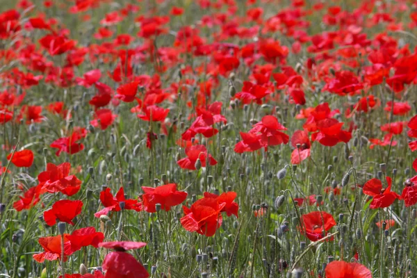 Summer field with red poppies — Stock Photo, Image