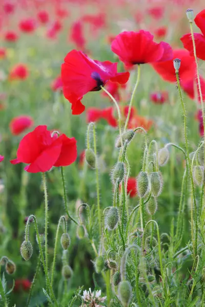 Sommarfält med röda vallmo — Stockfoto