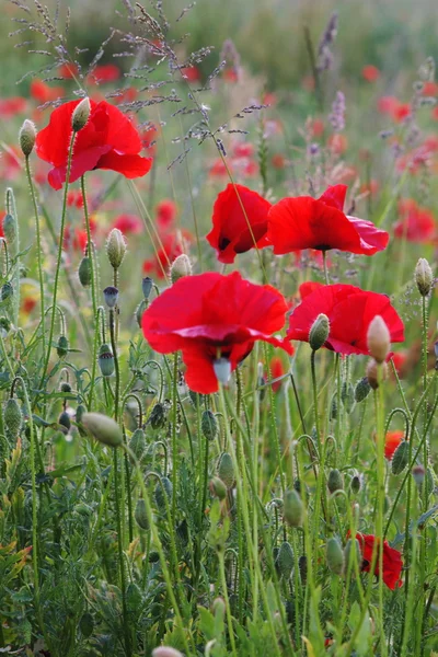 Sommerfeld mit roten Mohnblumen — Stockfoto