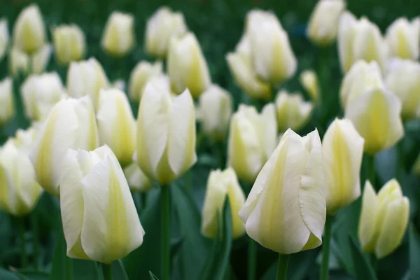 Dutch tulips in a garden — Stock Photo, Image