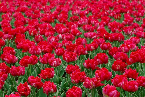 Dutch tulips in a garden — Stock Photo, Image