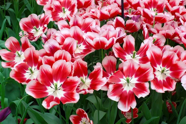 Nederlandse tulpen in een tuin — Stockfoto