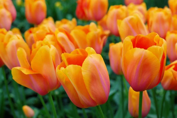 Holandské tulipány v zahradě — Stock fotografie
