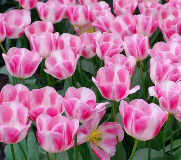 Tulipani olandesi in un giardino — Foto Stock