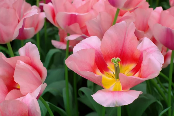 Holländische Tulpen im Garten — Stockfoto