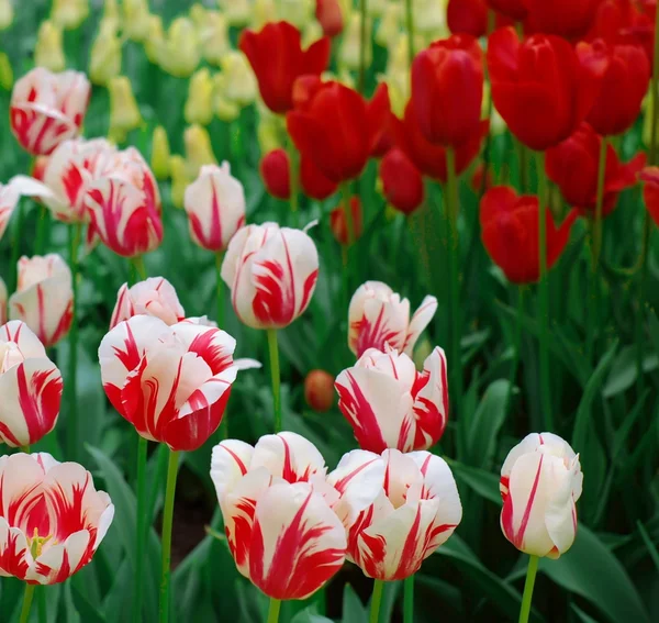 Holandské tulipány v zahradě — Stock fotografie