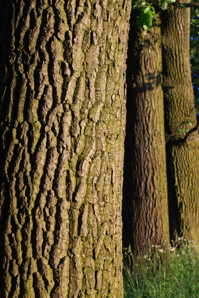 樫の木の樹皮パターン — ストック写真