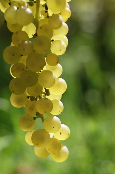 Wine white grape — Stock Photo, Image
