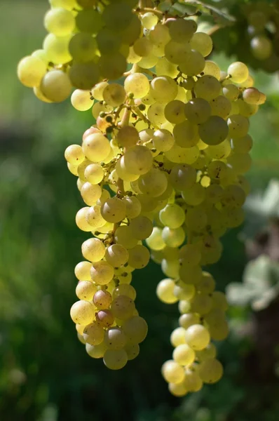 Víno bílé hroznové — Stock fotografie