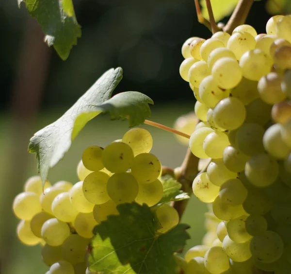Uva branca de vinho — Fotografia de Stock