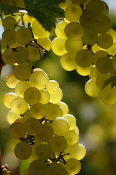Vino uva bianca — Foto Stock