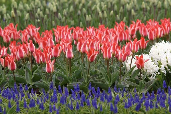 네덜란드 튤립 정원 스톡 사진