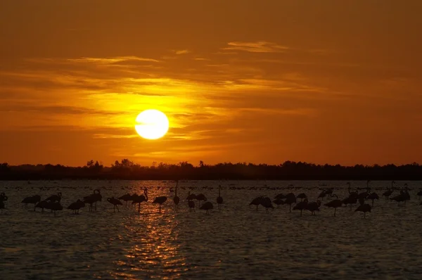 Paisagem com pôr do sol e flamingos Fotografia De Stock