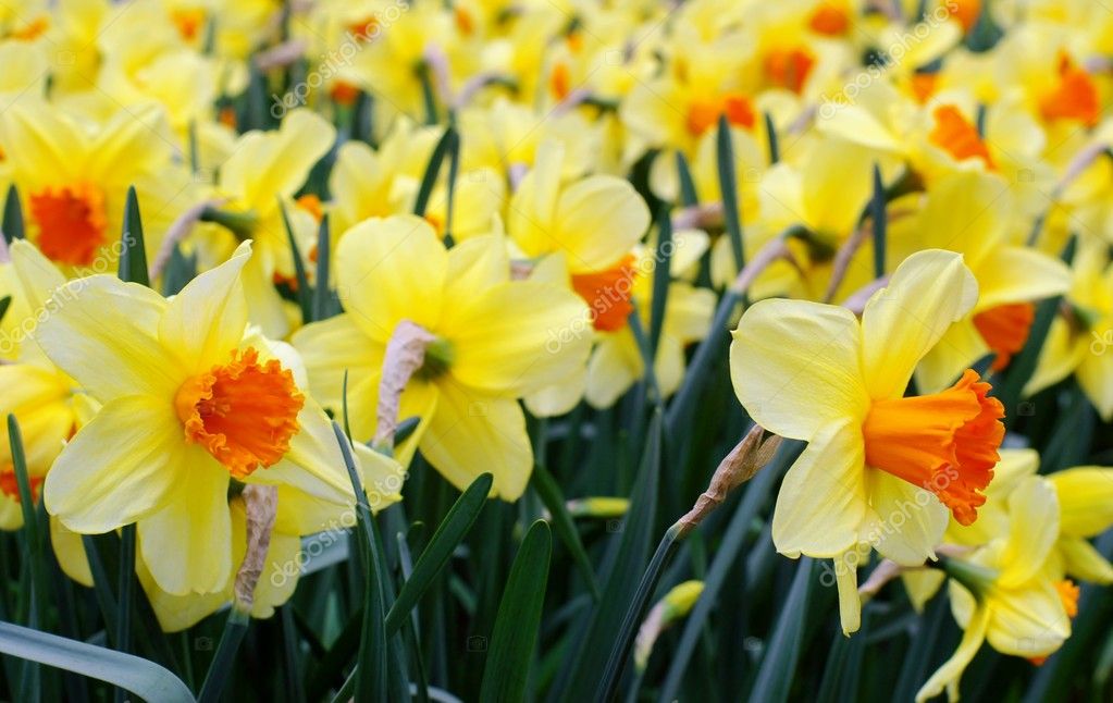 Dutch daffodils in a garden — Stock Photo © xdrew73 #2395607