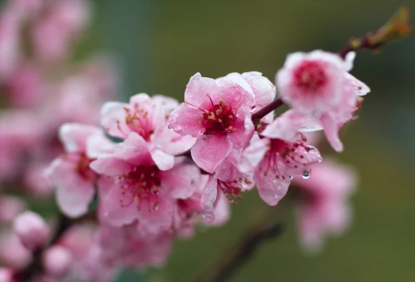 stock image Cherry spring pink blossom