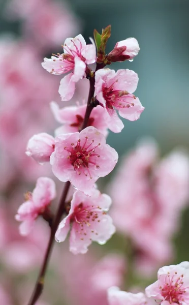 stock image Cherry spring pink blossom