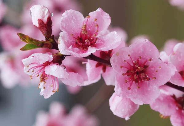 Cseresznye rózsaszín tavaszi virág Stock Fotó