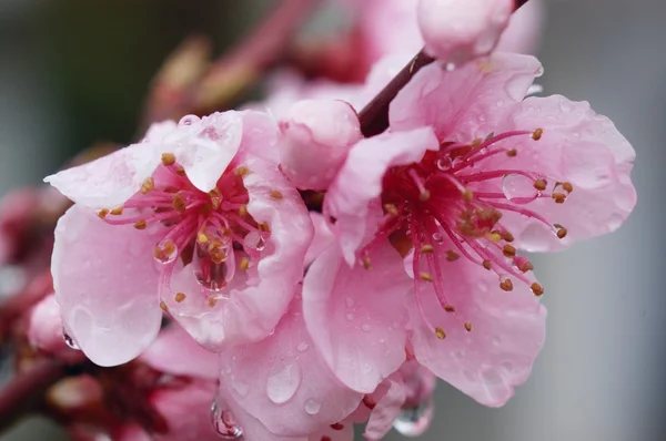 Cseresznye rózsaszín tavaszi virág Stock Fotó