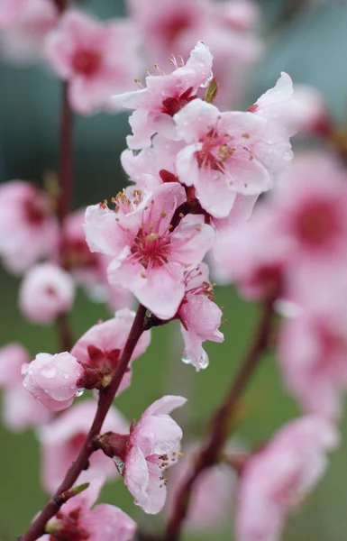 Třešeň jarní růžové květy Stock Fotografie