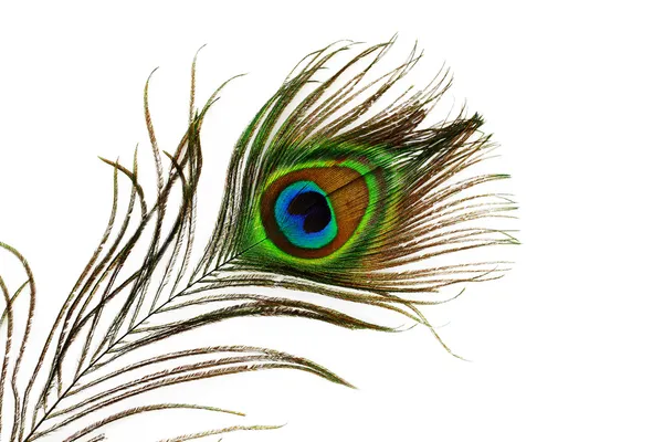Detalle de ojo de pluma de pavo real — Foto de Stock