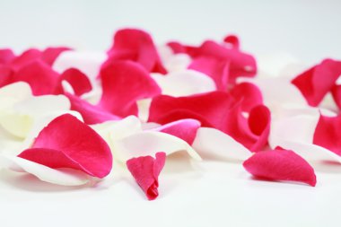 Rose petals clipart