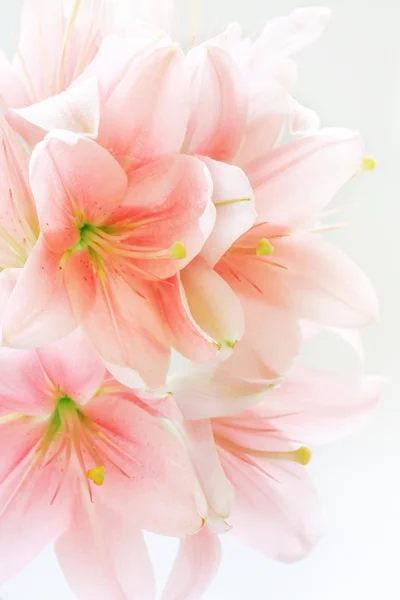 Fond floral — Photo