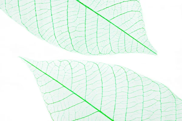 Dry leaves on white background — Stock Photo, Image