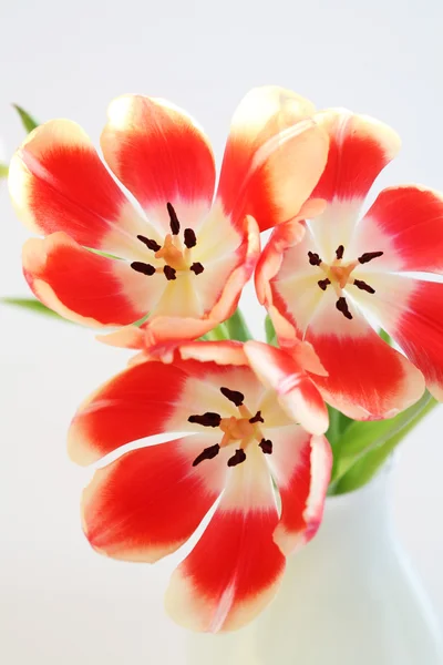 Tulipány ve váze — Stock fotografie