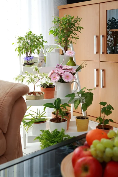 stock image Flowers in interior