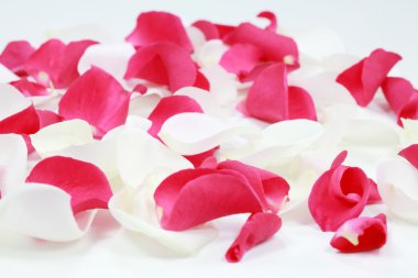 Rose petals clipart