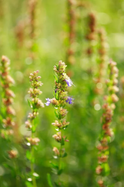 stock image Herbs