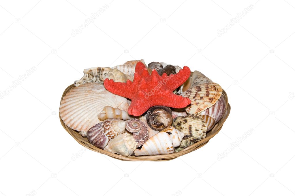 A basket of seashells on a white backgro