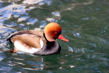 Swimming Duck clipart