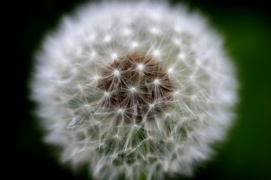 Wind Dandelion clipart