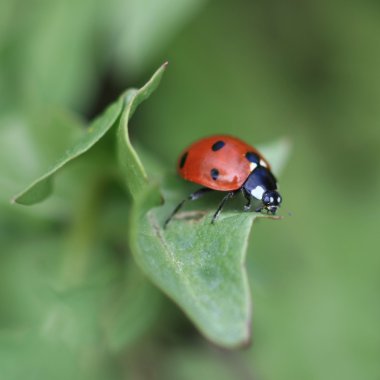 Ladybug on a leaf clipart