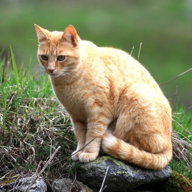 Orange Cat clipart