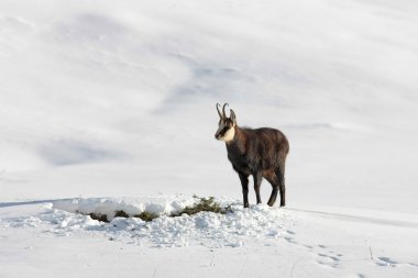 Karda Chamois buck